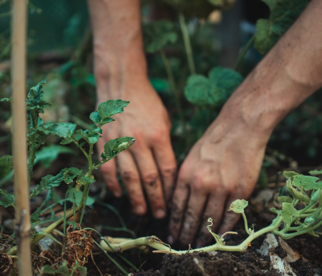 Suggestion 7_Replanting in Process_(stockfree)